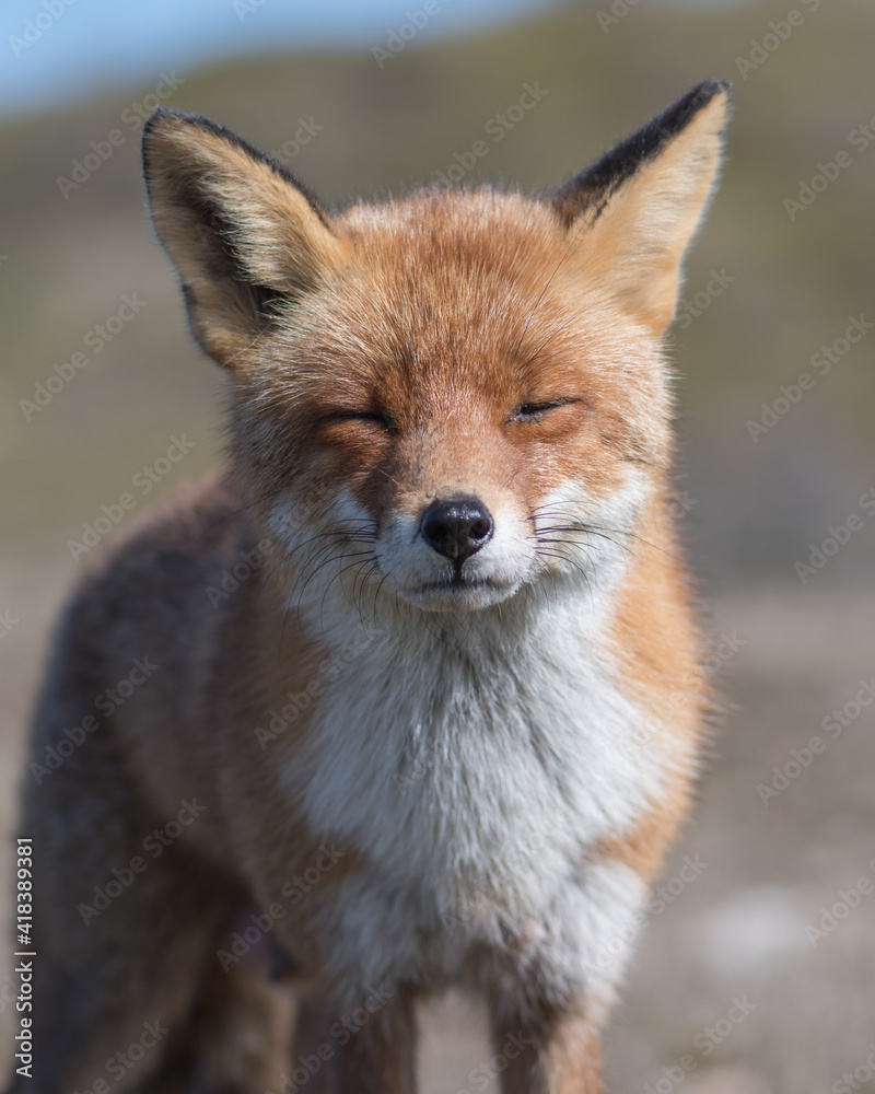 Fototapeta premium Red fox enjoys the sun, photographed in the dunes of the Netherlands.