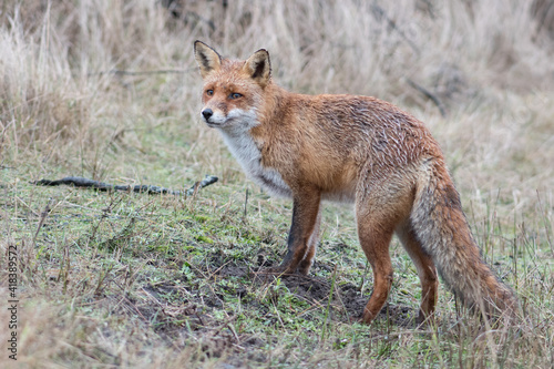 Red Fox is looking for his food supply that he had hidden underground. Which he also found after putting his head in the ground, photographed in the dunes of the Netherlands. © Tim