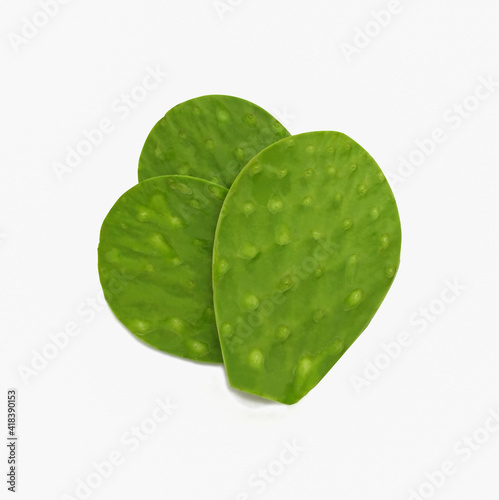 fresh green cactus leaf nopales on white background (Opuntia ficus-indica) photo