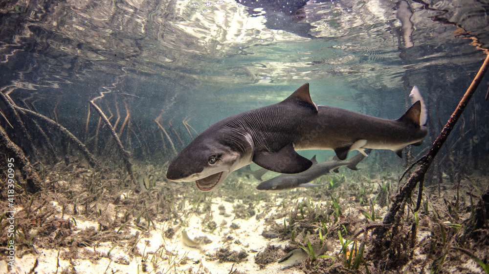 Underwater view of baby lemon shark swimming amongst mangroves, Alice