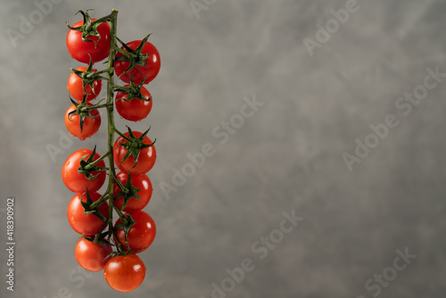 Branch of cherry tomatoes in drops of water on a gray background. Close up, copy space