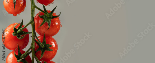 Branch of cherry tomatoes in drops of water on a gray background. Close up, copy space, banner