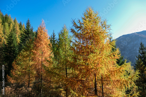 A view on colorful trees, changing for autumn on the slopes of Hochschwab in Austrian Alps. The larch are changing from green to yellow and orange. Autumn vibes. Beauty of the nature. Wilderness