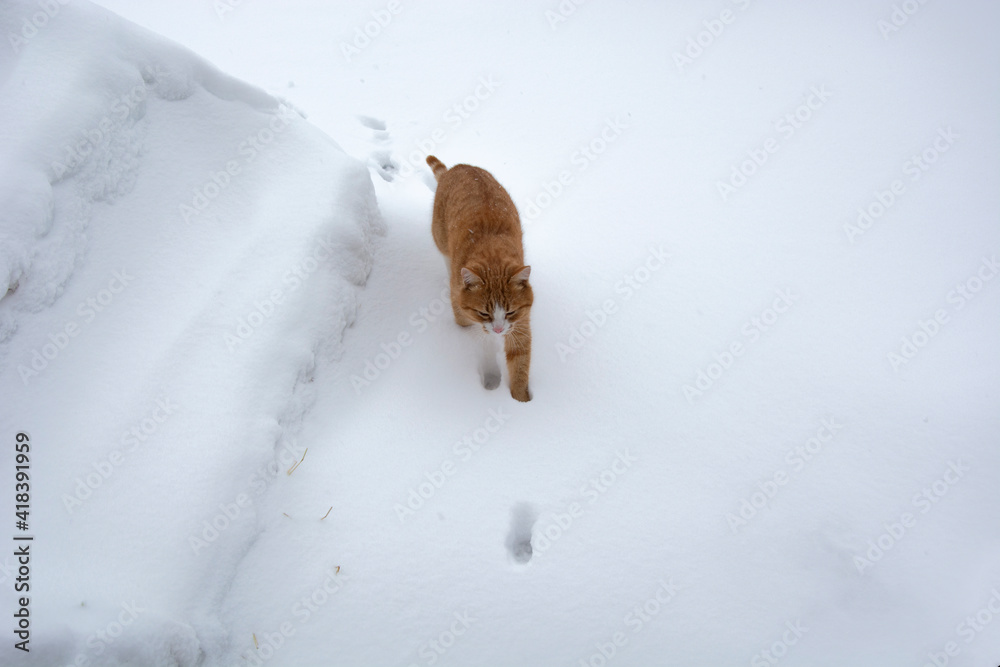 A ginger cat runs in the snow. The pet walks outdoors in winter and leaves footprints in the snow. A ginger cat runs in the snow. The pet walks outdoors in winter and leaves footprints in the snow.
