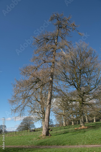 Small Brown Cones on the Bare Branches of a Deciduous Coniferous European Larch Tree (Larix decidua) on a Bright Sunny Winter Day in Parkland in Rural Devon, England, UK