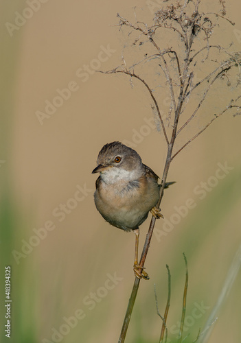 Dorngrasmücke - common whitethroat (Sylvia communis)