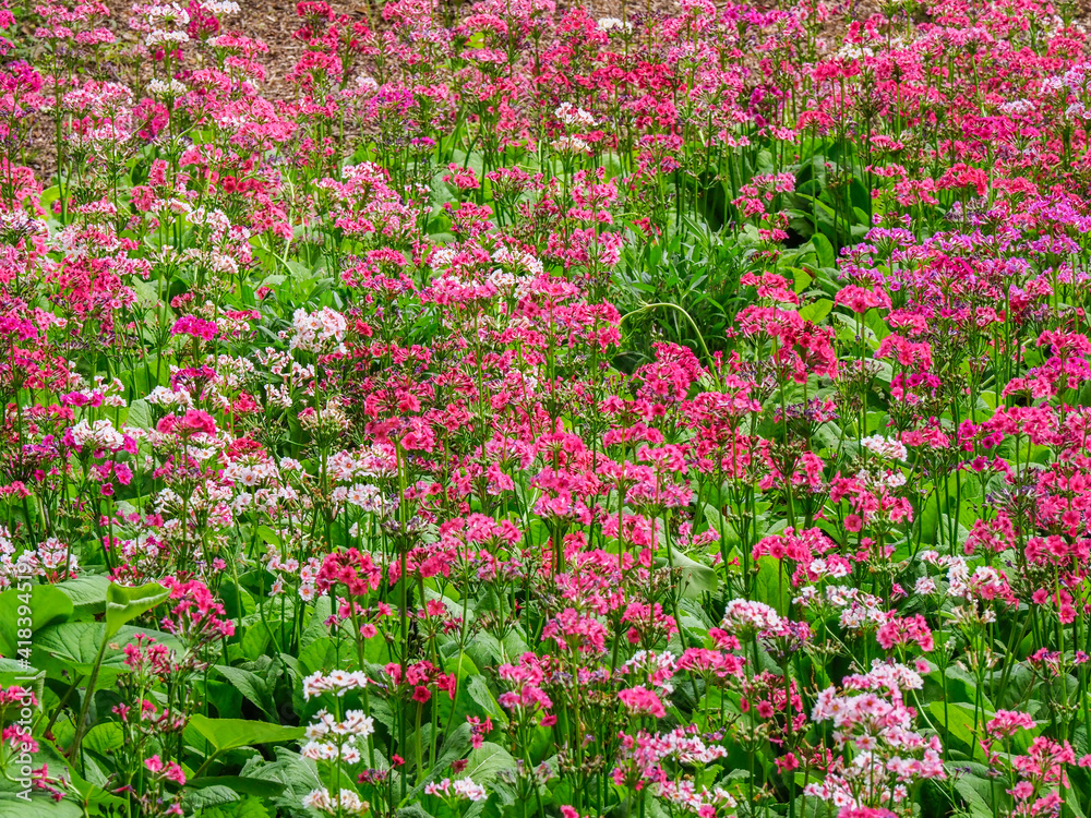 Very boggy quarry garden with giant Candelabra primroses, Primula x bulleesiana hybrid.