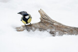 The bird sat on a tree lying in the snow.