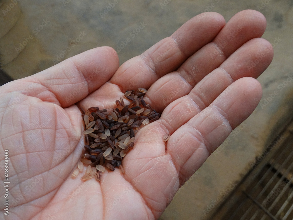 Frisch geernteter Reis direkt nach dem Schälen in einer Reisfabrik in New Mangalore Indien Frisch geernteter Reis direkt nach dem Schälen in einer Reisfabrik in New Mangalore Indien