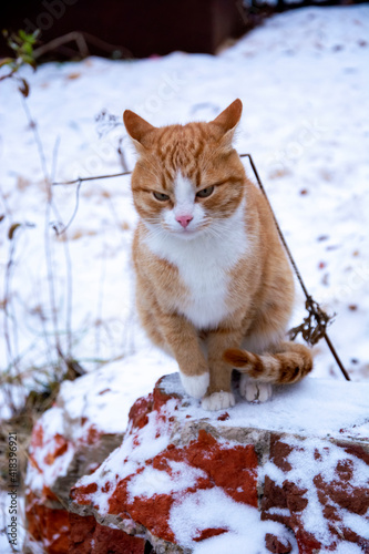 Cute pet close up. A ginger tabby cat sits outside on a snowy winter day.