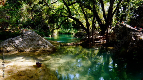 river in the forest