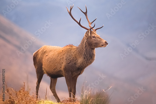 Foto Wildlife portrait of a Scottish Red Deer (Cervus elaphus scoticus) stag in the mountain countryside of Glen Etive in the Scottish Highlands, Scotland