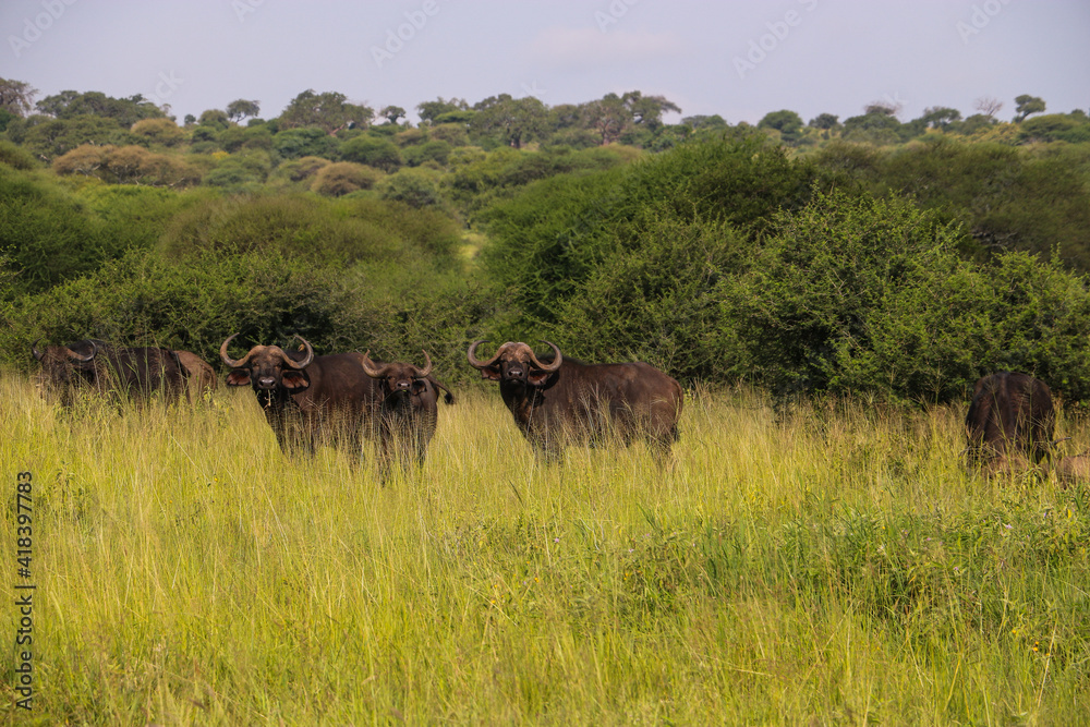 Fototapeta premium Buffalo wildebeest in serengeti national park on safari