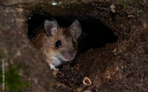 Waldmaus - wood mouse (Apodemus sylvaticus)