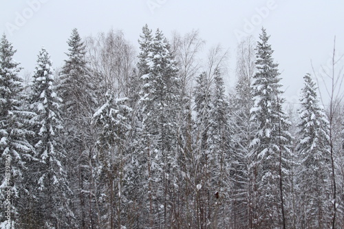 Green spruce and birch trees covered with snow on winter forest and a gray sky background. Natural winter background with a calm serene mood. Stock photo with empty space for text and design. 