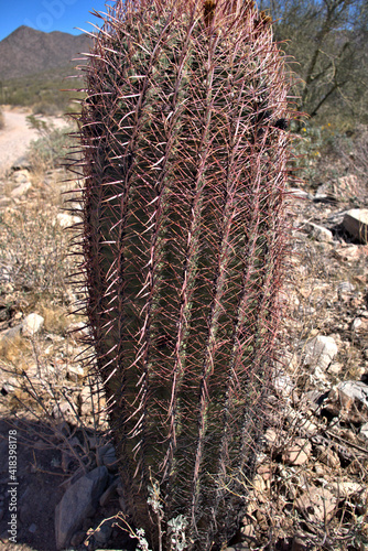 Colorful but very dangerous to handle cactus found in the North Scottsdale, Arizona Desert