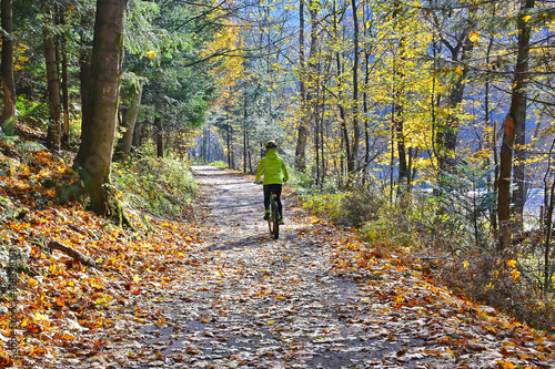 The woman is riding a bicycle in autumn forest along Dunajec river  Pieniny mountains