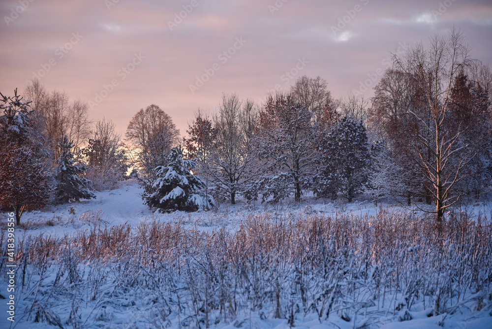 It's wintertime, trees in the garden covered with snow. Morning and sunrise background. It's wintertime, trees in the garden covered with snow. Morning and sunrise background.