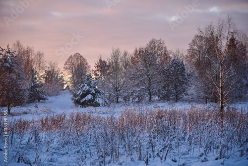 It's wintertime, trees in the garden covered with snow. Morning and sunrise background.