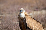 Griffon Vulture closeup