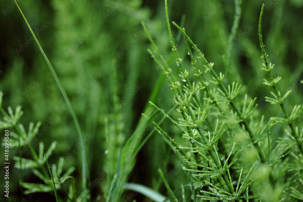 Wild grass with horsetail macro backdrop texture, closeup, copy space, environmental and  wild nature wallpaper concept