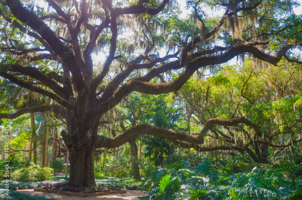USA, Florida. Botanical gardens, Washington Oaks Gardens State Park. USA, Florida. Botanical gardens, Washington Oaks Gardens State Park.