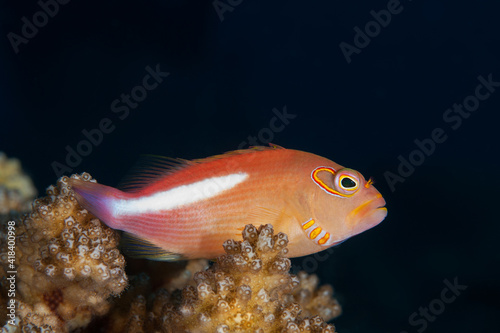 Arc-eye hawkfish (paracirrhites arcatus) perched on a patch of hard coral in Layang Layang, Malaysia photo