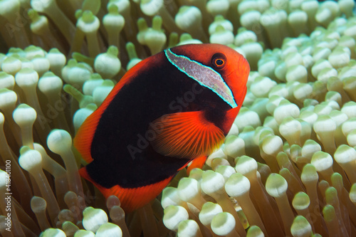 Tomato anemonefish (amphiprion frenatus) swimming among the tentacles of its host anemone in Layang Layang, Malaysia photo