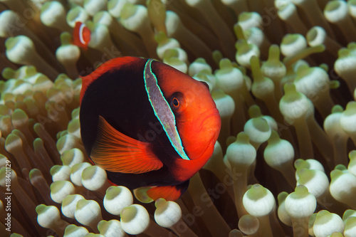 Tomato anemonefish (amphiprion frenatus) peeking out of its anemone in Layang Layang, Malaysia photo