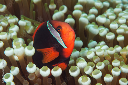 Tomato anemonefish (amphiprion frenatus) peeking out of its anemone in Layang Layang, Malaysia photo