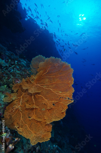 Tropical reef scene with an orange gorgonian sea fan in Layang Layang  Malaysia