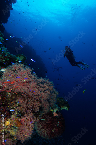 Tropical reef scene with a red sea fan and a scuba diver in the background, Layang Layang, Malaysia