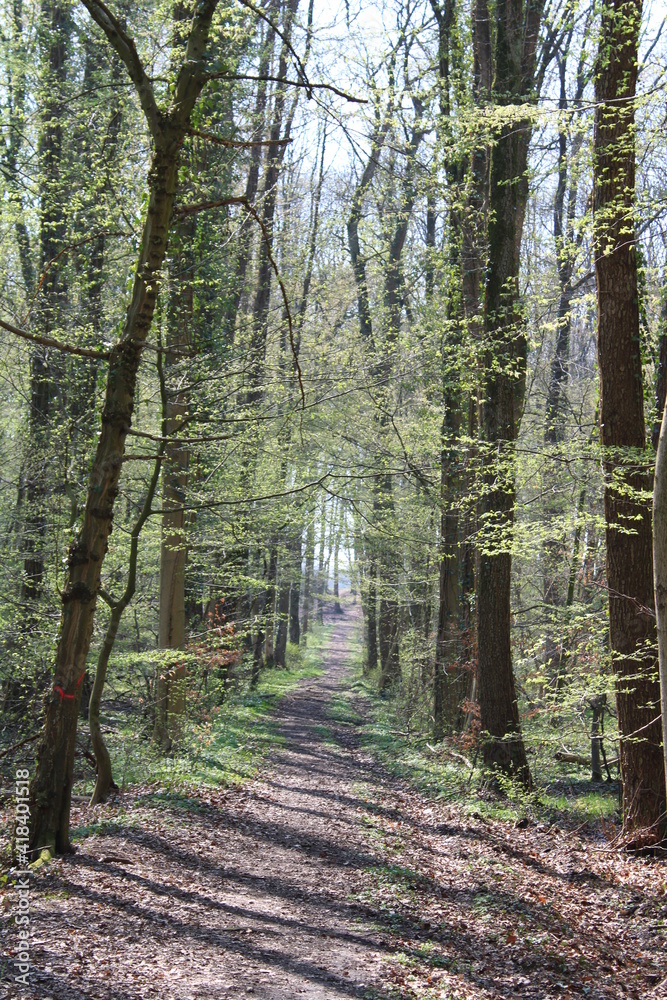 Fototapeta premium Forest in northern Germany / Wald in Norddeutschland