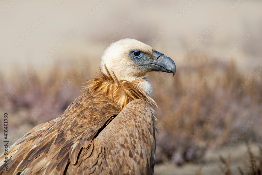 Fototapeta premium portrait of a griffon vulture