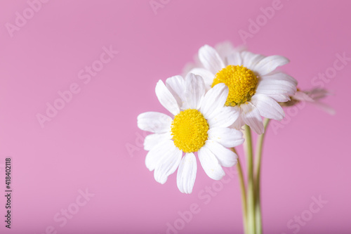 Fresh camomile front of the pink background.  Chamomile flower.