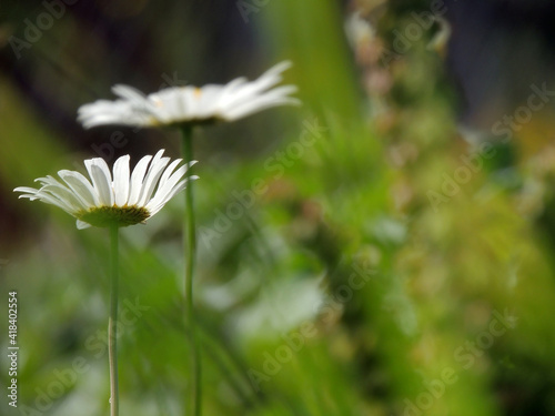 white chamomile close-up in the grass