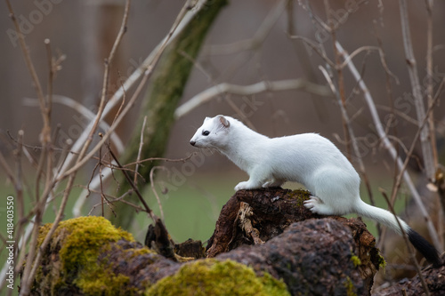 Hermelin im Revier - Jagd photo