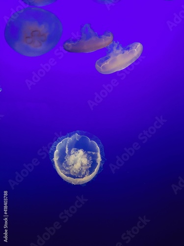 The jellyfish