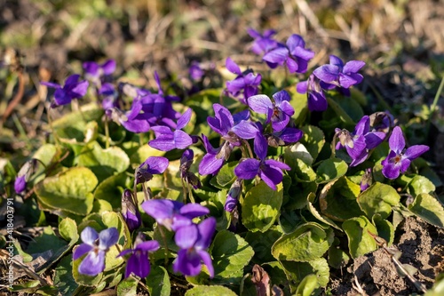 Small bushes of wild viola with purple flowers in early spring