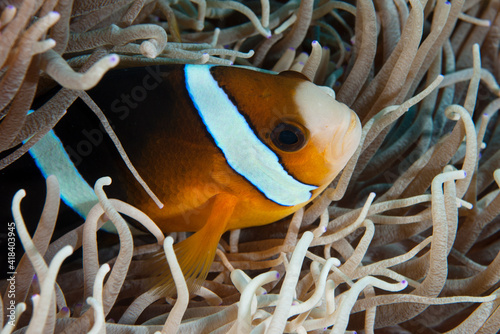 Clark's anemonefish (amphiprion clarkii) peeking out of its anemone in Layang Layang, Malaysia photo
