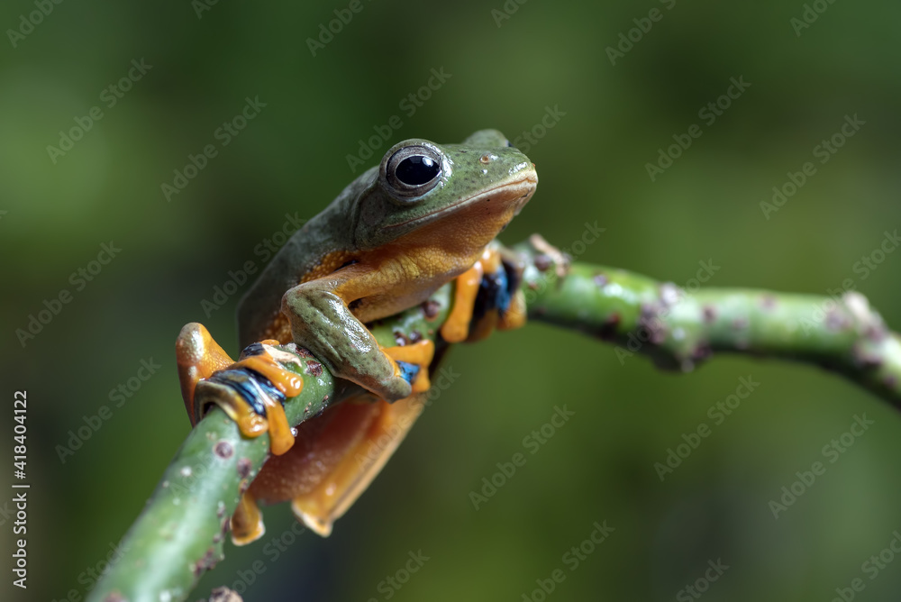 Fototapeta premium Black-webbed tree frog on a tree branch