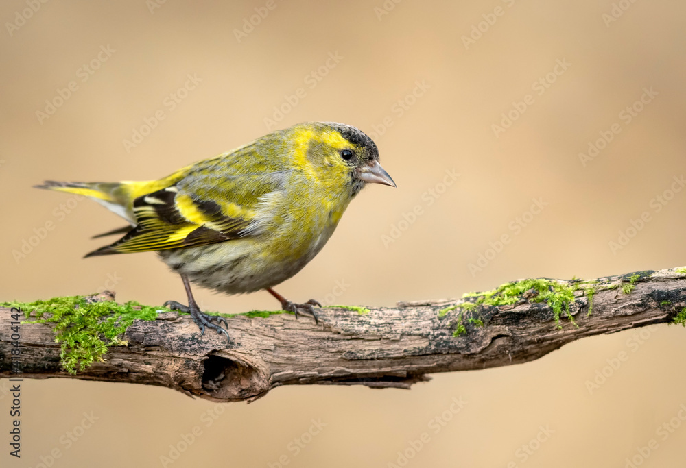 Fototapeta premium Siskin ( Carduelis spinus ) bird close up