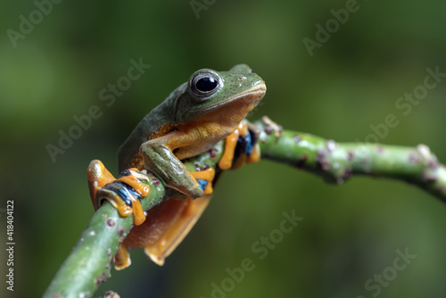 Black-webbed tree frog on a tree branch