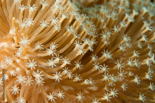 Soft coral tentacles swaying in the current in Layang Layang, Malaysia photo