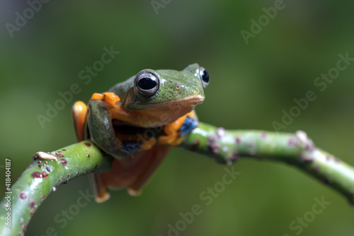 Black-webbed tree frog on a tree branch