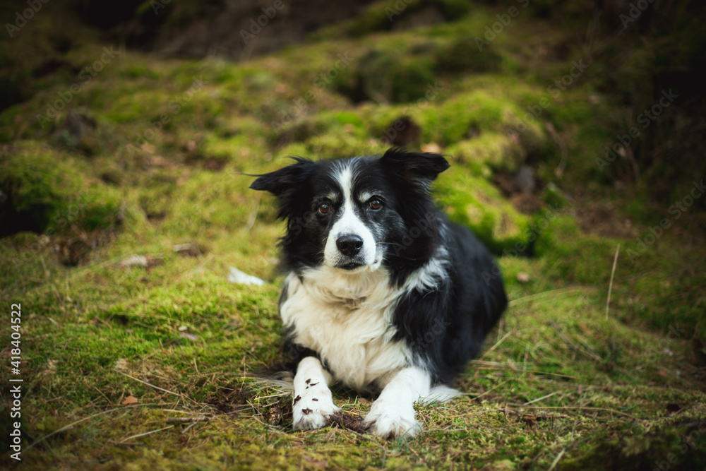 adorable photo of a black and white border collie in the green forest