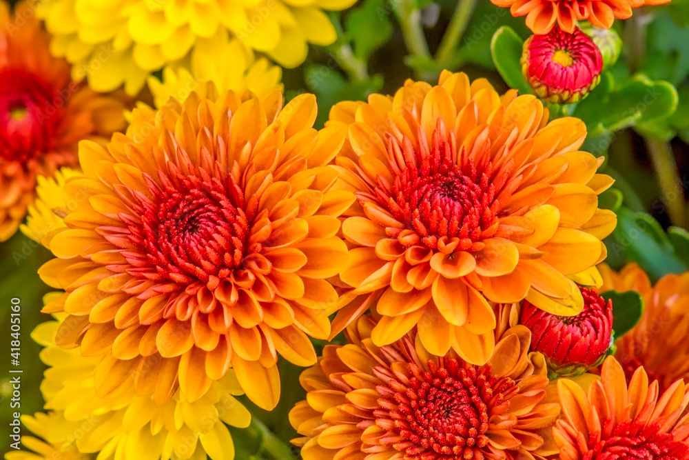 Chrysanthemums bouquet close up Chrysanthemums bouquet close up