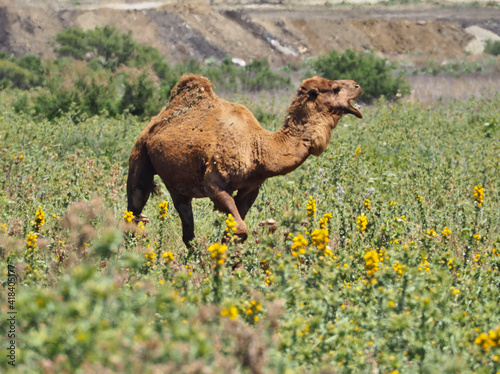 Dromedary camel grazing at meadow. Grass with yellow flowers.