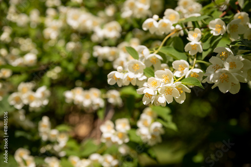 Jasmine flower growing on the bush in garden, floral background.Spring blooming jasmine bush on a nature background of green leaves.Selective focus © Yulia