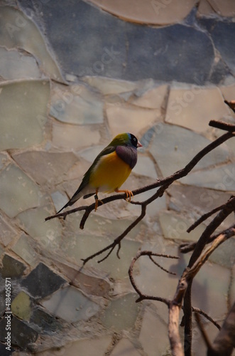 The Gouldian finch (Erythrura gouldiae), also known as the Lady Gouldian finch